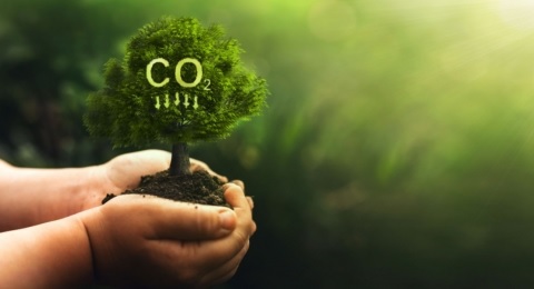 Toàn cảnh thị trường tín chỉ carbon rừng tại Việt Nam
